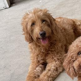 Moe - Goldendoodle