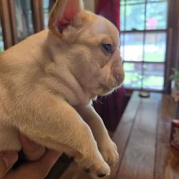 Puddin - Fawn female French Bulldog puppy in Okmulgee, Oklahoma from Diamond Dreams French Bulldogs