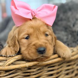 Merry (Light pink collar) - Dark golden female Golden Retriever puppy in Sacramento, California from Creamy Retrievers