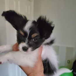 Papillon Puppies from Enchanting Papillons