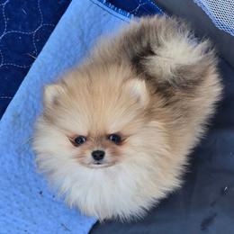 Merle girl - Chocolate merle female Pomeranian puppy in Ontario, Oregon from S'more Pomeranians
