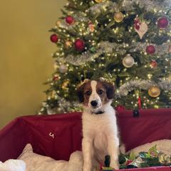 Nederlandse Kooikerhondje Puppies from Blazing Kooikerhondjes