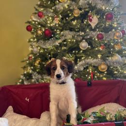 Nederlandse Kooikerhondje Puppies from Blazing Kooikerhondjes