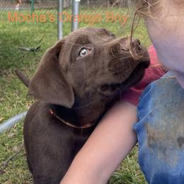 Labrador Retriever Puppies from North Star Retrievers