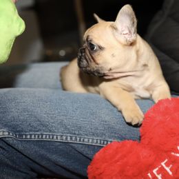 French Bulldog Puppies from Camp Fine Frenchies