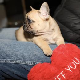 French Bulldog Puppies from Camp Fine Frenchies