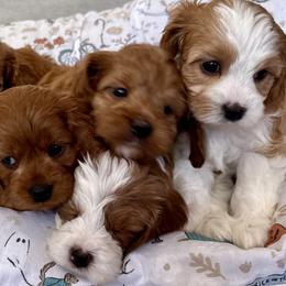 Cavapoo and Poodle Puppies from Sleeping Bear Kennels