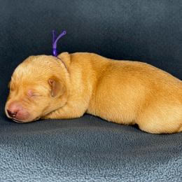 Purple girl - Yellow female Labrador Retriever puppy in Plymouth, North Carolina from Duck Creek Kennels