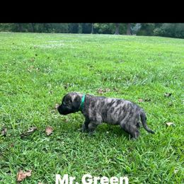 Anatolian Shepherd Dog Puppies from Swan Falls Farm