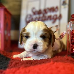 Boy 2 - Cavalier King Charles Spaniel puppy in Kirksville, Missouri from Show Me Poodles Doodles and Cavaliers
