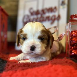 Boy 2 - Cavalier King Charles Spaniel puppy in Kirksville, Missouri from Show Me Poodles Doodles and Cavaliers