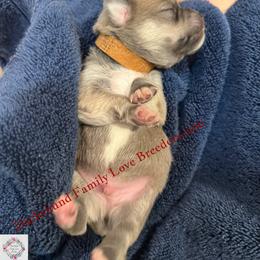 Sterling - Fawn and white male Chihuahua puppy in Chino Valley, Arizona from Dachshund Family Love Breeders