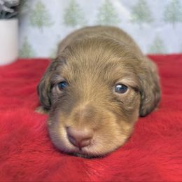 Clark Griswold - Chocolate and cream male Dachshund puppy in Perris, California from The Dach House