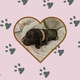 Elise - Black female Portuguese Water Dog puppy in Jacksonville, Florida from Atlantic Coast PWD