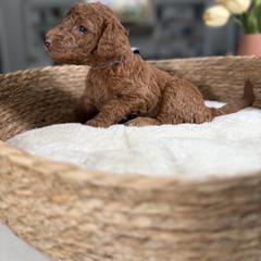 Blue Collar - Red male Irish Doodle puppy in Indiahoma, Oklahoma from Farm Fresh Doodles