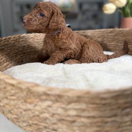 Blue Collar - Red male Irish Doodle puppy in Indiahoma, Oklahoma from Farm Fresh Doodles