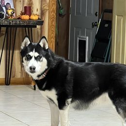 Mya - Siberian Husky