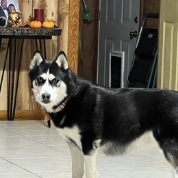 Mya - Siberian Husky