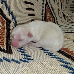 Havanese and Rottweiler Puppies from AKC Rottweilers and Havanese