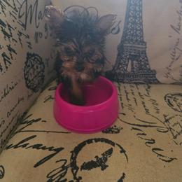 Pink Girl - Black and tan female Yorkshire Terrier puppy in St. Louis, Missouri from Yorkieville - Shih Tzu Nation