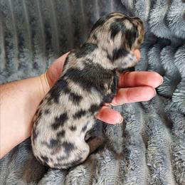 NATE - Dapple male Dachshund puppy in Swink, Oklahoma from Palali Farm