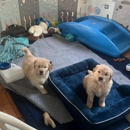 Golden Retriever Puppies from Crimson Sky Goldens
