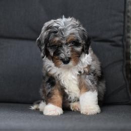 Ace - Merle male Bernedoodle puppy in Ogden, Utah from Stanger Farms