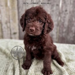 Baby Ruth - Chocolate female Labradoodle puppy in Elizabeth City, North Carolina from Howdy Doodles