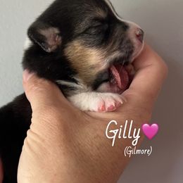 Gilly - Black and tan female American Corgi puppy in Wegan, Indiana from Brave Country Kennels