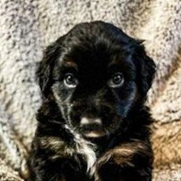 Australian Shepherds from Jameson Ranches
