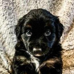 Australian Shepherds from Jameson Ranches