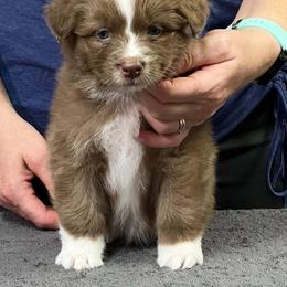 Freedom - Red & white female Australian Shepherd puppy in Marshall, Indiana from Larkwood Australian Shepherds