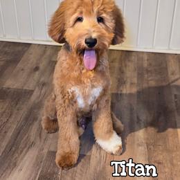 Titan - Goldendoodle