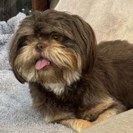 Bernie - Shih Tzu