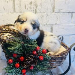 Marshmallow - Blue merle and white female American Corgi puppy in Westminster, Maryland from Serendipity Corgi's