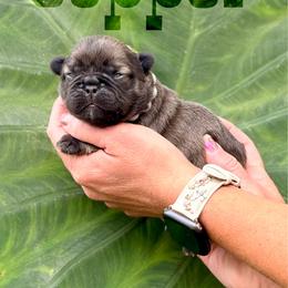 Copper (Grey collar) - Blue fawn male French Bulldog puppy in Jefferson City, Missouri from Central Frenchie Haven