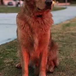 Golden Retrievers from Clark Golden Retrievers
