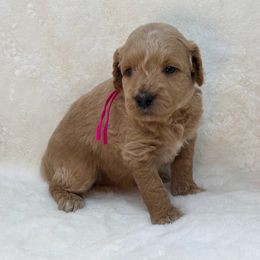 Mandy Baxter - Apricot female Goldendoodle puppy in Casselberry, Florida from My Little Doodle