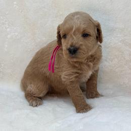 Mandy Baxter - Apricot female Goldendoodle puppy in Casselberry, Florida from My Little Doodle