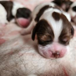 AKC Clue - Brown white and tan male Cocker Spaniel puppy in New Market, Tennessee from Down in the Holler