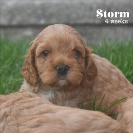 Storm - Red male Cockapoo puppy in Myerstown, Pennsylvania from The Cocker Cingdom