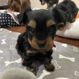 Primrose - Black and tan female Yorkshire Terrier puppy in Atlanta, Georgia from Waggin Buddies Litter