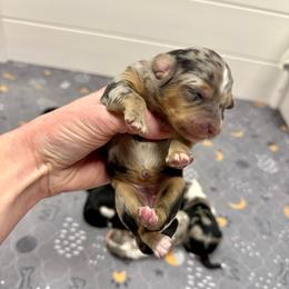 Girl 5 - Blue merle female Aussiedoodle puppy in Heber City, Utah from Junipersdoodles