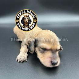Bagel 3500 - Cream male Dachshund puppy in Houston, Texas from Texas Regal Dachshunds LLC