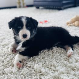 Romeo - Black tri-color male Australian Shepherd puppy in Zwingle, Iowa from Homestead Aussies & Doodles