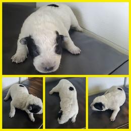 Lily - Blue female Australian Cattle Dog puppy in Monterey, Tennessee from Quarter Acre Farms