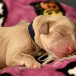 Dilute Retriever Puppies from Wicked Pines Retrievers