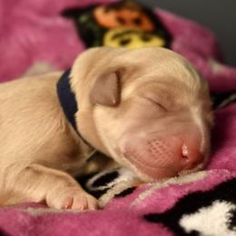 Dilute Retriever Puppies from Wicked Pines Retrievers