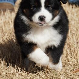 Black Tri Male - Black tri male Miniature Australian Shepherd puppy in Lawton, Oklahoma from Lindsey’s Aussies