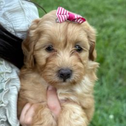 Maggie - Apricot female Aussiedoodle puppy in Allardt, Tennessee from Hearth&Hound Doodles
